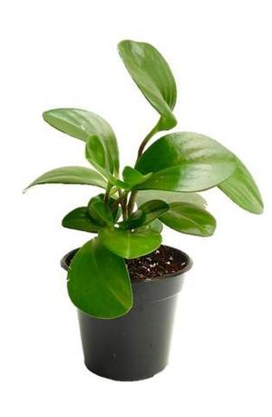 Green Obtusfolia Peperomia